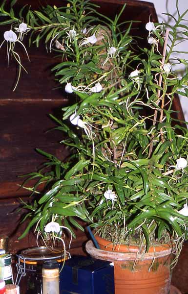 Angraecum