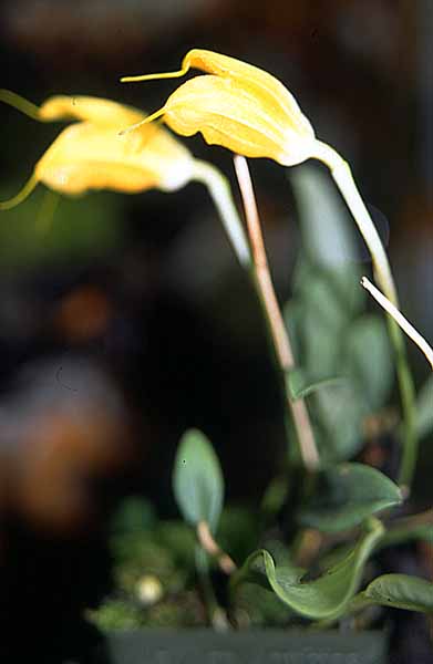 Masdevallia