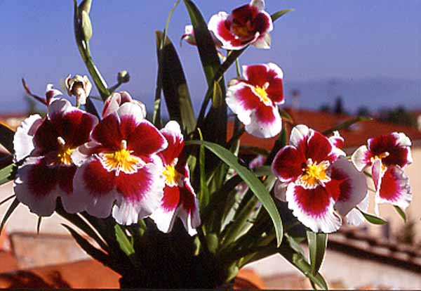 Miltoniopsis