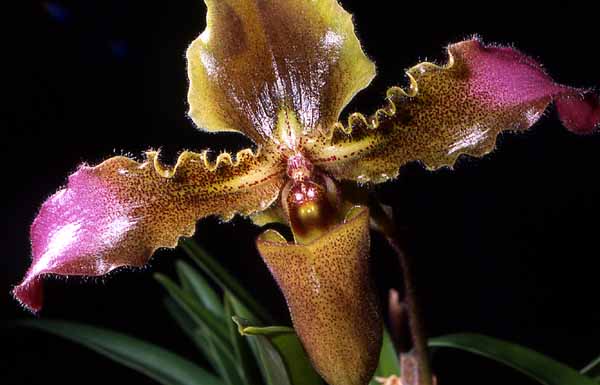 Paphiopedilum