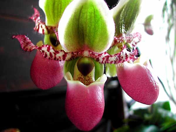 Paphiopedilum