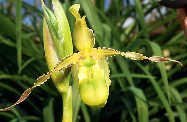 Phragmipedium