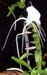 Angraecum