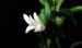 Angraecum