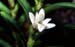 Angraecum