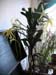 Angraecum