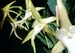 Angraecum