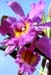 Cattleya