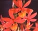 Epidendrum