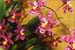 Oncidium