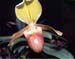 Paphiopedilum