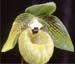 Paphiopedilum