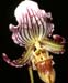 Paphiopedilum