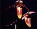 Paphiopedilum