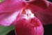 Phragmipedium