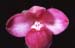 Phragmipedium