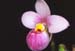 Phragmipedium