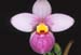 Phragmipedium